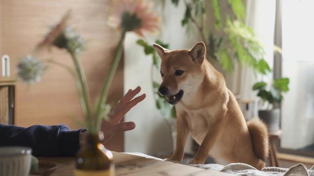 《 三月の購入品紹介と振り返り。｜ 暮らしのVlog #27 》 What I Bought In March And This Month In Retrospect./HAUL