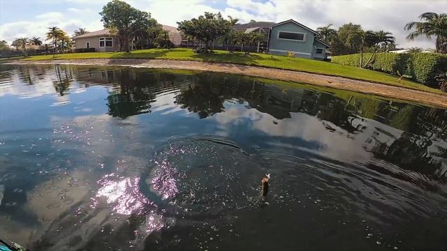 TOPWATER Kayak Fishing SUPER Clear Water! (Surprise Fish Catch)