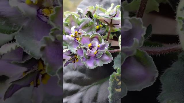 АВ-Купорос (Фиалковод).