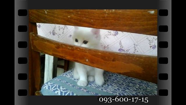 C856de9d11554d6c814ef0624a1261d5