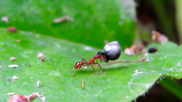 Myrmecochory - Мирмекохория