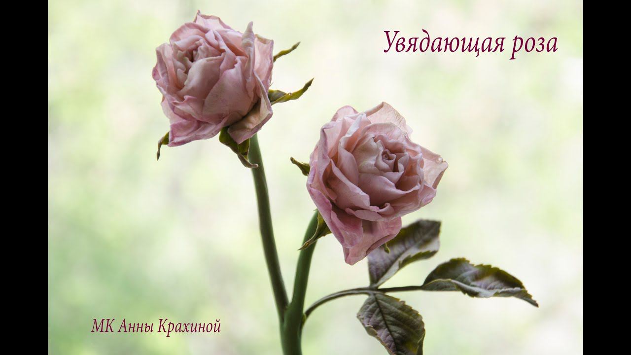 Da7b9dc6d2b811eb78eeab2c54deacba