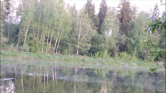 У карасей был очень хороший аппетит