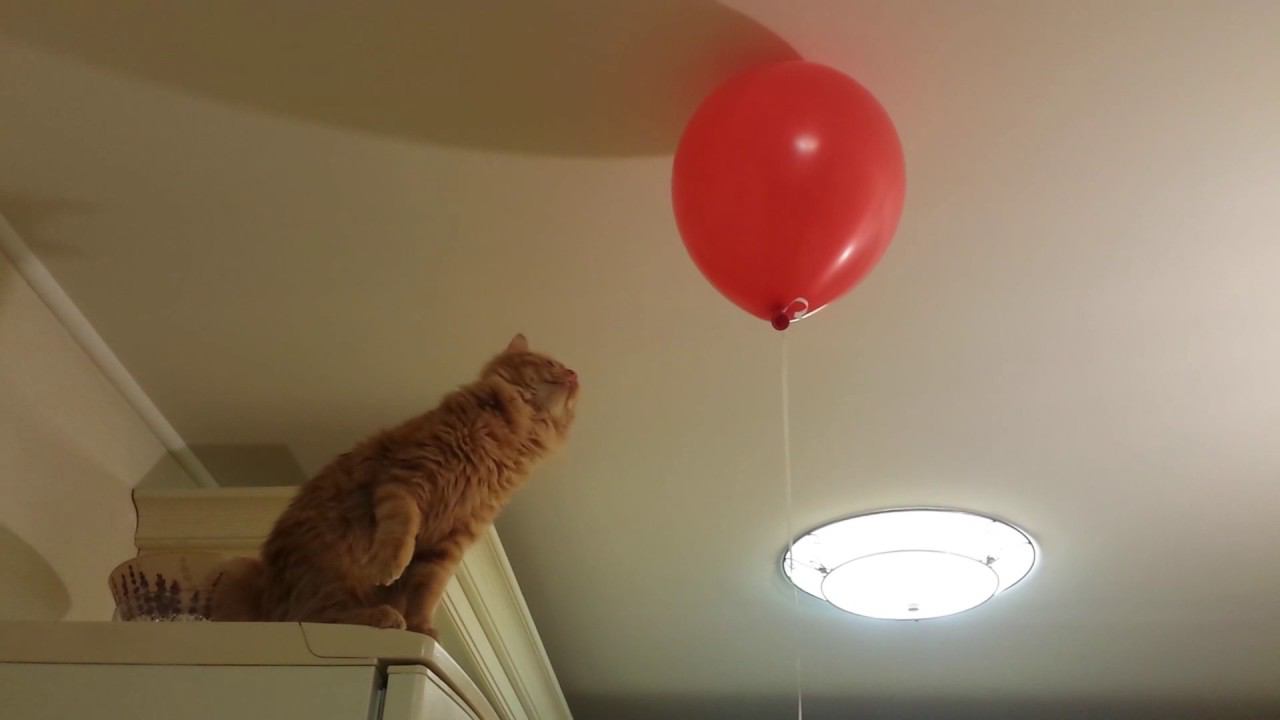 Кот на холодильнике и воздушный шарик