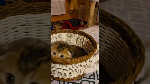 Наш мальчик чёрное золото Табби и наша девочка серебристая шиншилла
