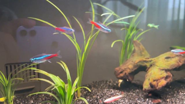 Аквариум Xiaomi 20л и мои обитатели месяц спустя. Брать стоит!!! Минусов нет!! Сифон Tetra 30 литро