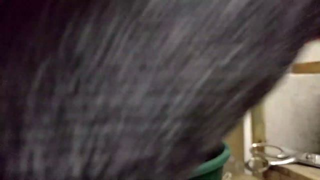 Making Bonsai: Turning A Corokia In To A Literati