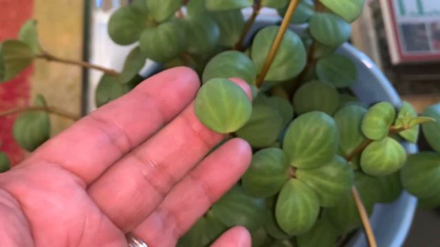 RARE ZZ PLANT/PLANT HAUL/SUCCULENTS