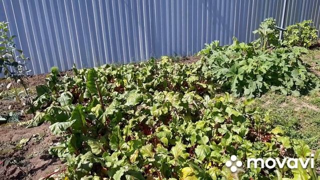 5-7 июля. Закрутки. Полив.