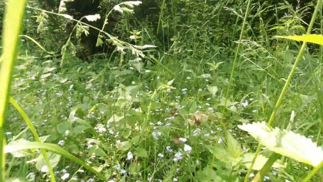 Усадьбы Черниговщины. Сокиринцы.