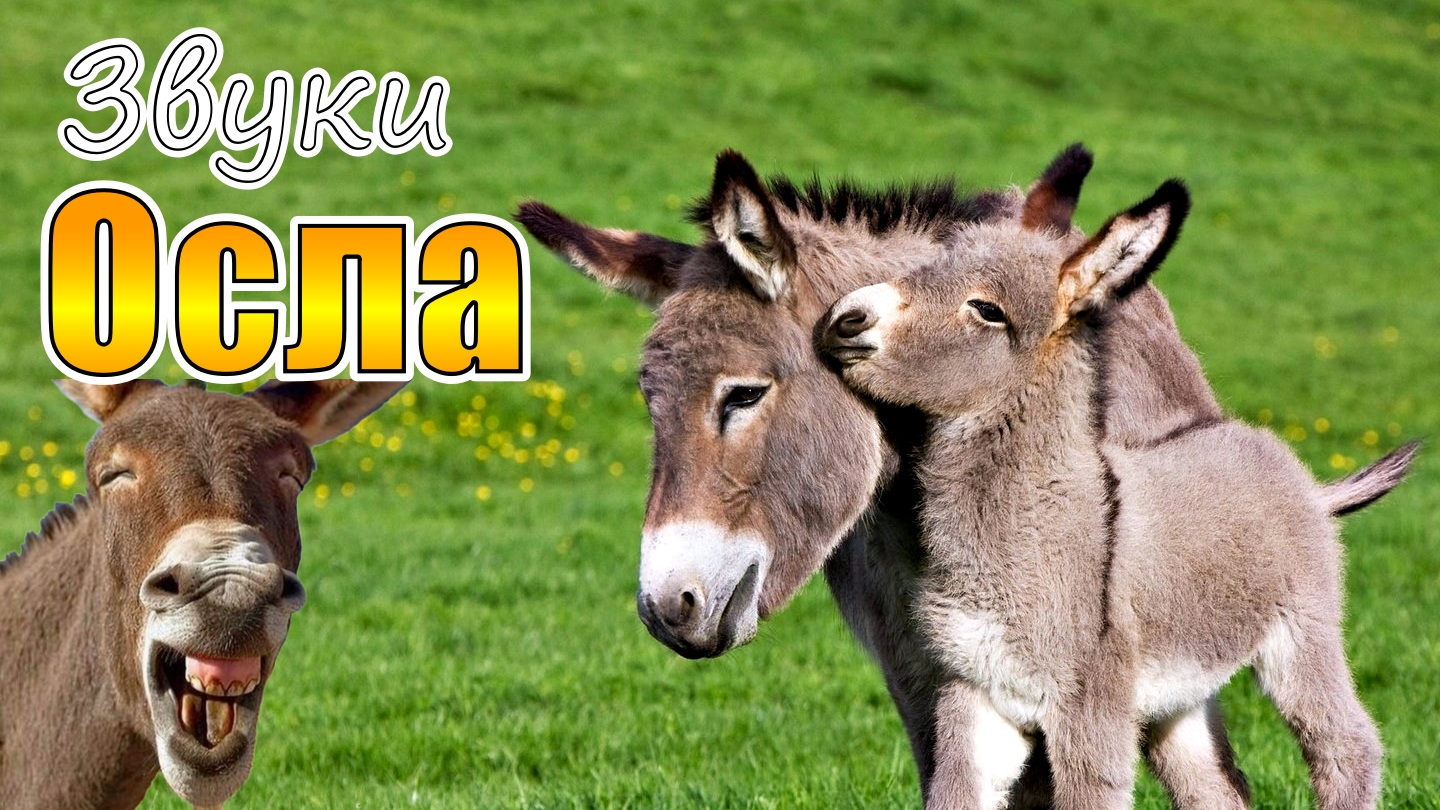 Звуки осла | Какие звуки издает осел?