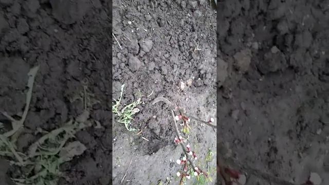 Абрикос вундеркинд.