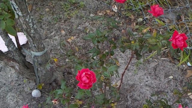 Lavender Flowers So Pretty