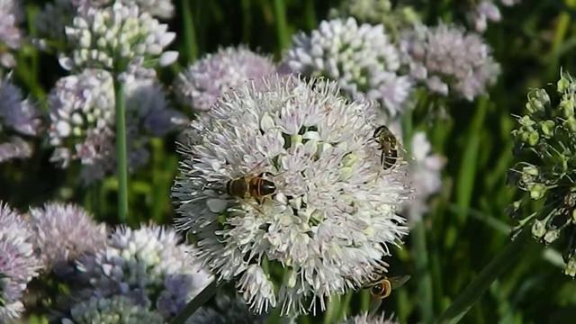 Allium Angulosum