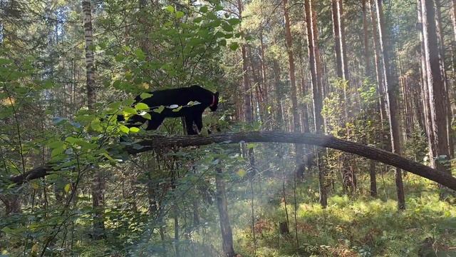 ??? Luna The Panther Hunts The Birds.  Black Leopard Fun ???