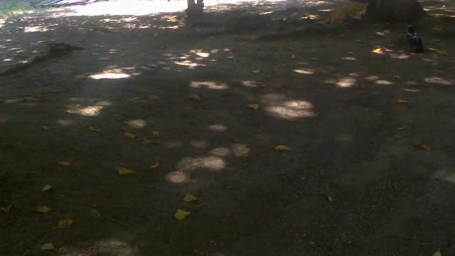 Воронье кошачьи игры в Краснодаре