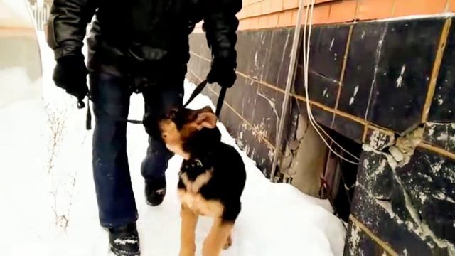 Щенок Восточноевропейской овчарки Амур 2 месяца учим спокойно идти рядом 1 часть