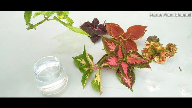 How To Grow Coleus In Water || Coleus Plant Care || Coleus Plant