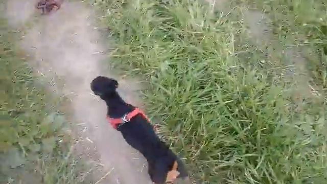 Прогулка с собакой