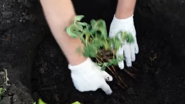 посадка древовидных пионов