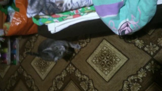 КОТ ИГРАЕТСЯ С ВЕРЁВОЧКОЙ