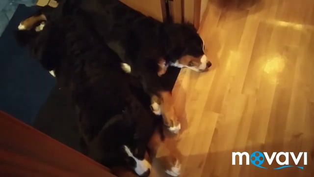 В гостях хорошо, а дома лучше!!! Бернский зенненхунд.