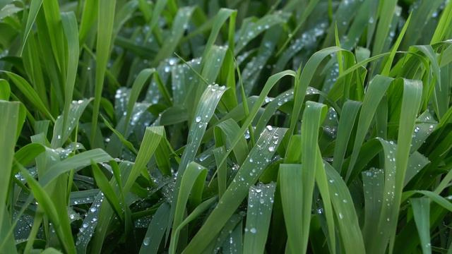 Весной на даче In The Spring At The Dacha