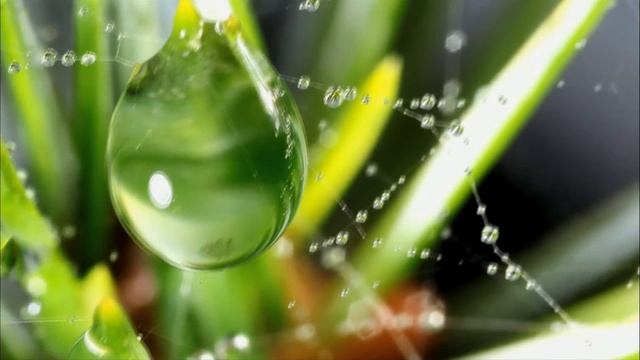 Чудеса природы!