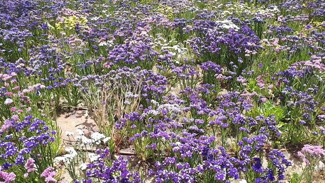Statice - Sea Lavender