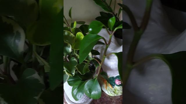 Peperomia Obtusifolia Varigata #succulentsforbeginners  #houseplants