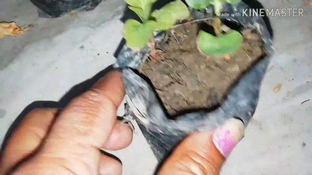 Winter Flower Dianthus Petunia Verbina Ko Seed Se Grow Karne Ki Puri Jankari