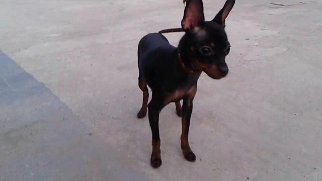 Богатая Наследница из Лунной Сонаты