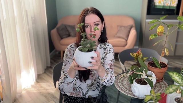 КОМНАТНЫЕ РАСТЕНИЯ И НОВИНКИ, ПЕРЕСАДКА ХОЙИ ФИНЛАЙСОНИ #комнатныерастения #растениядома