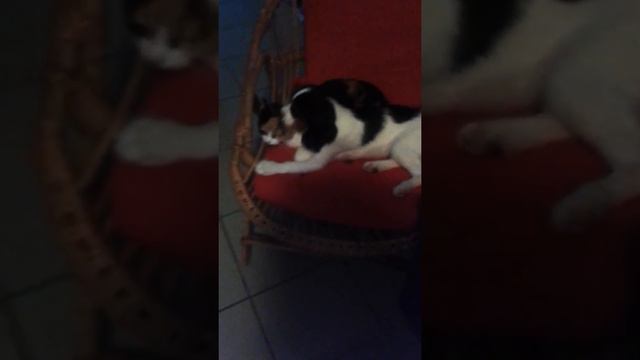 Cavalier King Charles Et Chat