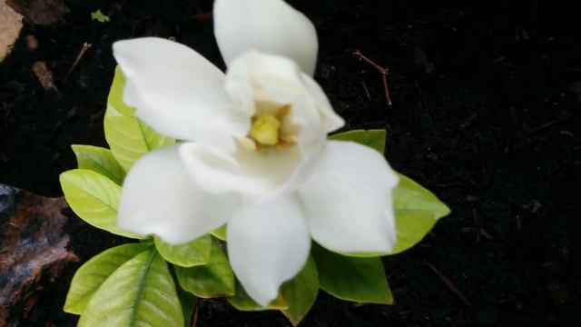 Gardenia Bloomed! I Love You, Mom!