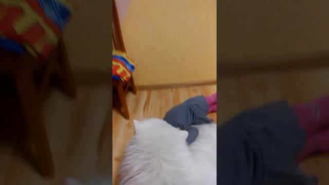 Самоед Лаки и ребёнок