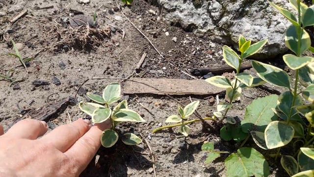 Прогулка по нашему саду/опять пополнение