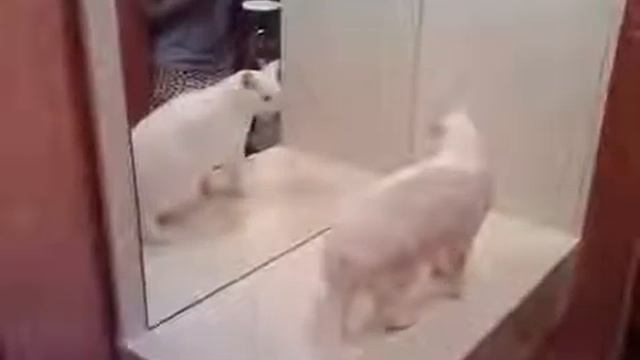 5e5b96e5b6233a7c924d5240a5a9b124