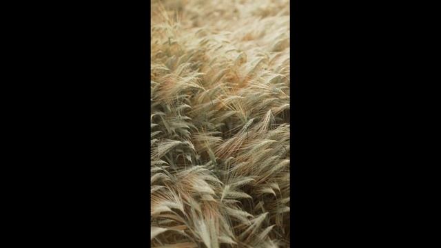 релакс музыка онлайн слушать бесплатно для сна и видео звуки природы