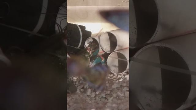 АККР самец влюблённый
