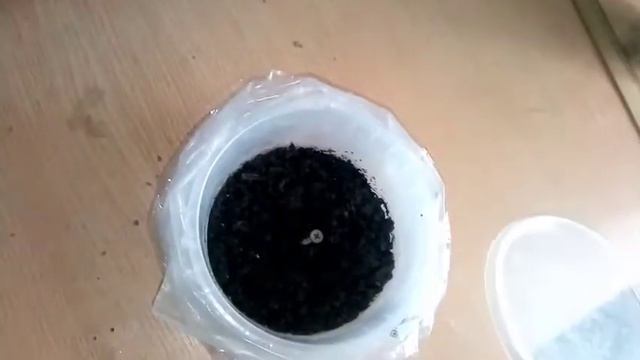Адениум семена из китая  посадка