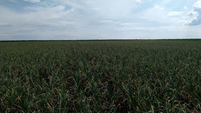 Визначаємо терміни викопування часнику ПРАВИЛЬНО! ТРИ КРИТЕРІЇ визначення готовності.