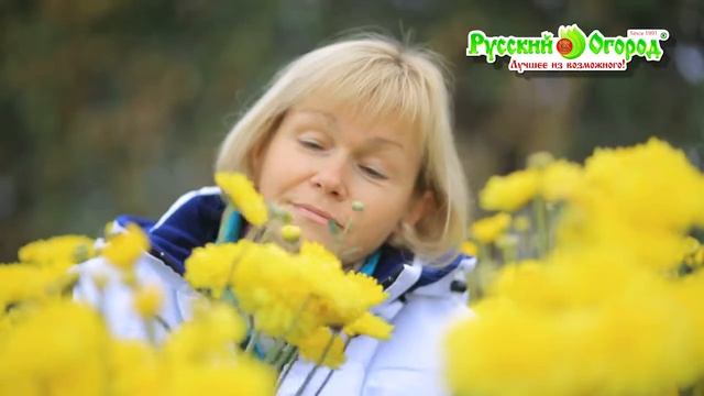 Хризантемы серии Москва. Неприхотливая красота!