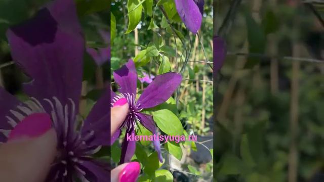 Цветение клематиса Panther. Третья группа обрезки