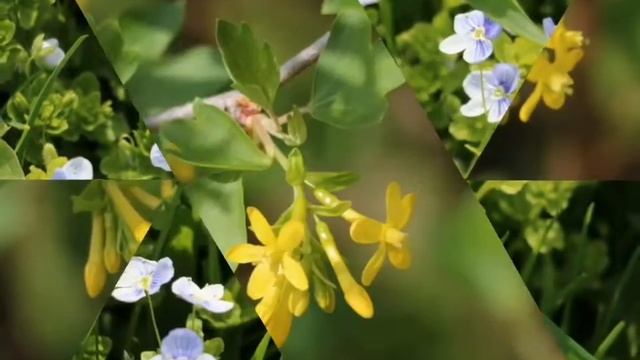 Природа ??подмосковья?23.05.2017