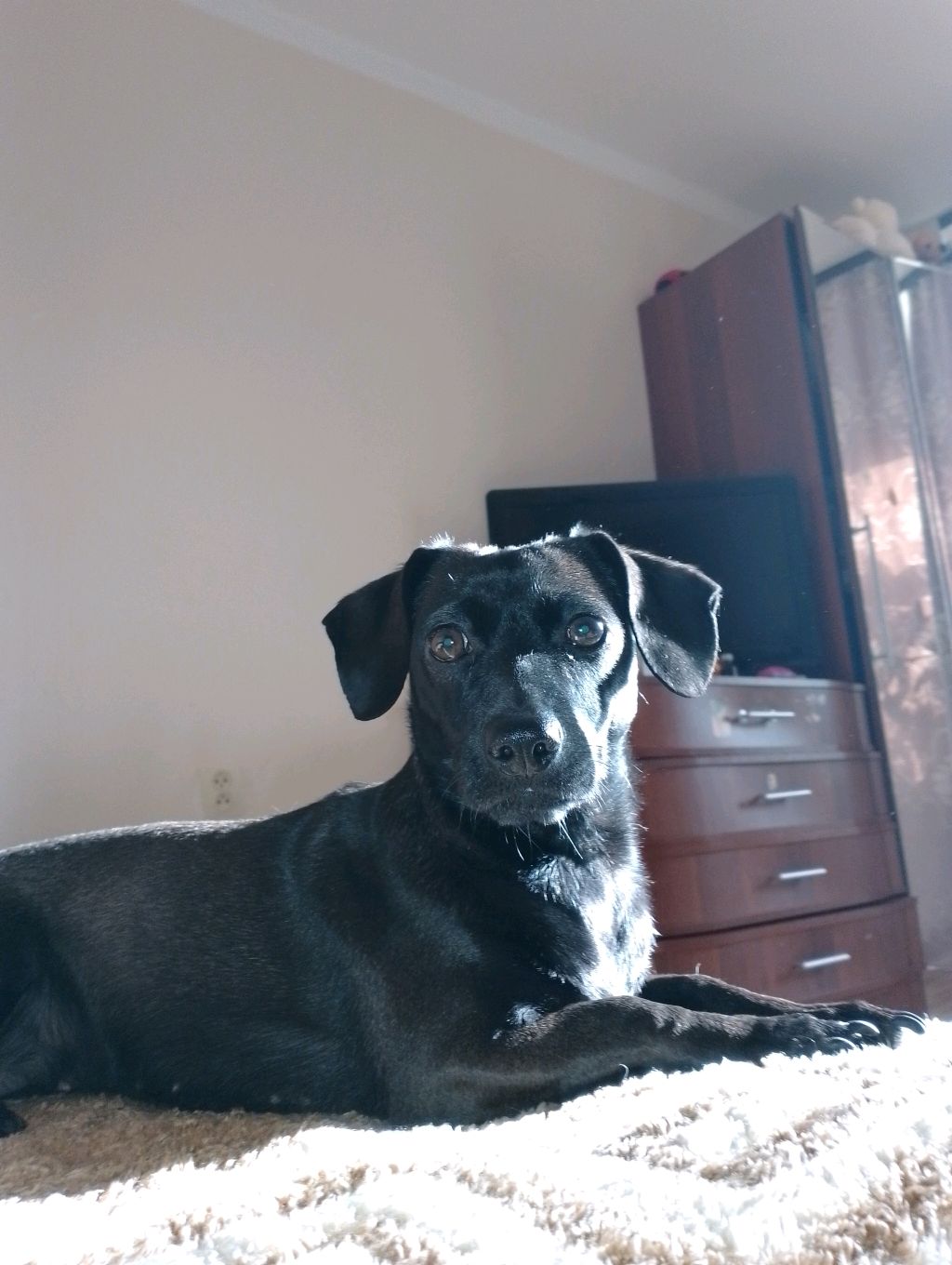 трансляция