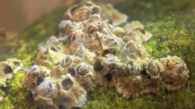 Science Today: Barnacle Romance | California Academy Of Sciences