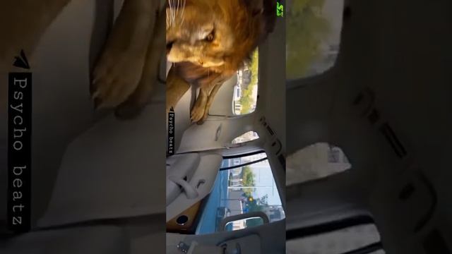 Kung Fu Yoga ||?Jackie Chan VS Lion,status  4k Video || SUBSCRIBE ??