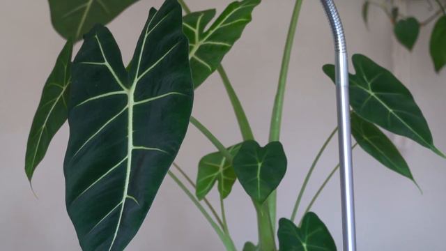 Alocasia Frydek And A Lamp Stand (Tina Remine)