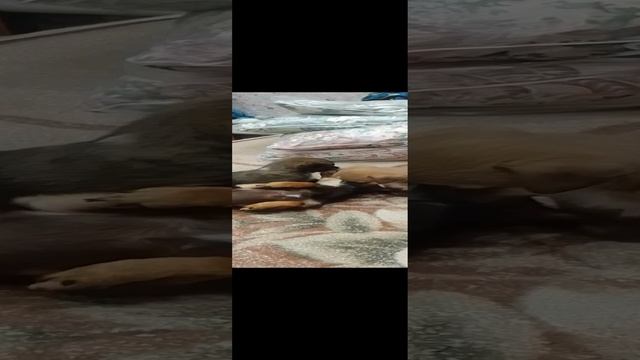 Чарли с детками